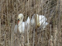 Túrabeszámoló - Tavaszi madárlesen jártunk Hortobágy-halastón