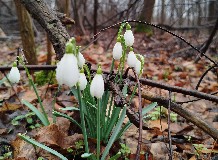 Egy hóvirág története