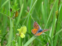 Nappali lepke fotóstúra a debreceni Erdőspusztán
