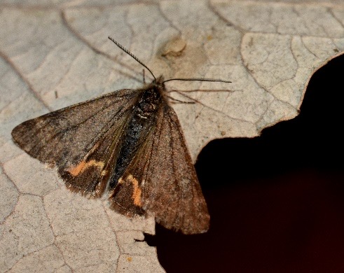Közeli fotó a tavasziaraszoló lepkéről 