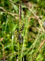 Árnyéki sás (Carex umbrosa)