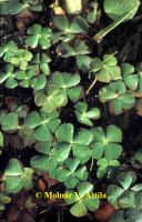 Négylevelű mételyfű (Marsilea quadrifolia)