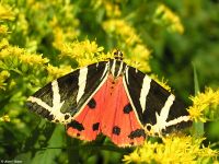 Csíkos medvelepke (Euplagia quadripunctaria)