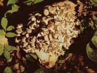 Tüskegomba (Polyporus umbellatus)