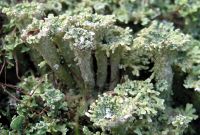 Magyar tölcsérzúzmó (Cladonia magyarica)