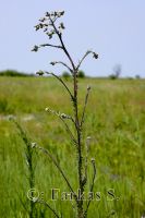 Kisfészkű aszat (Cirsium brachycephalum)