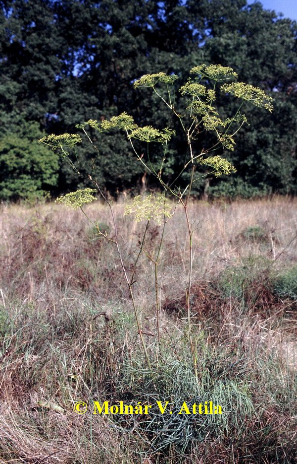 Sziki kocsord (Peucedanum officiale)