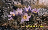 Leánykökörcsin (Pulsatilla grandis)