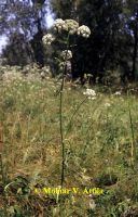 Réti angyalgyökér (Angelica palustris)