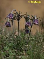 Magyar kökörcsin (Pulsatilla flavescens, P. pratensis subsp. hungarica)