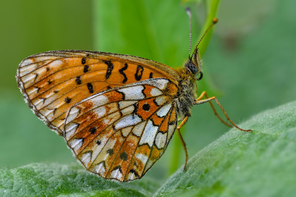 Fakó gyöngyházlepke (Boloria selene)