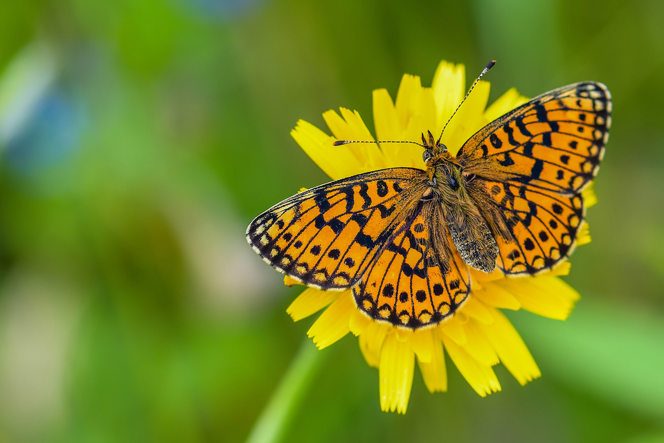 Fakó gyöngyházlepke (Boloria selene)