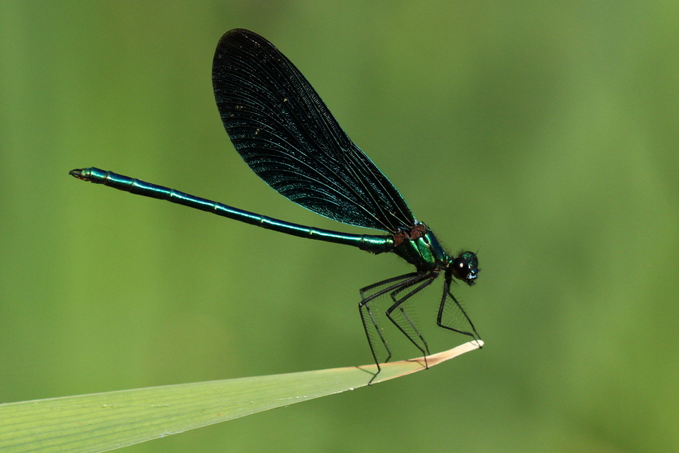 Kisasszony-szitakötő (Calopteryx virgo)