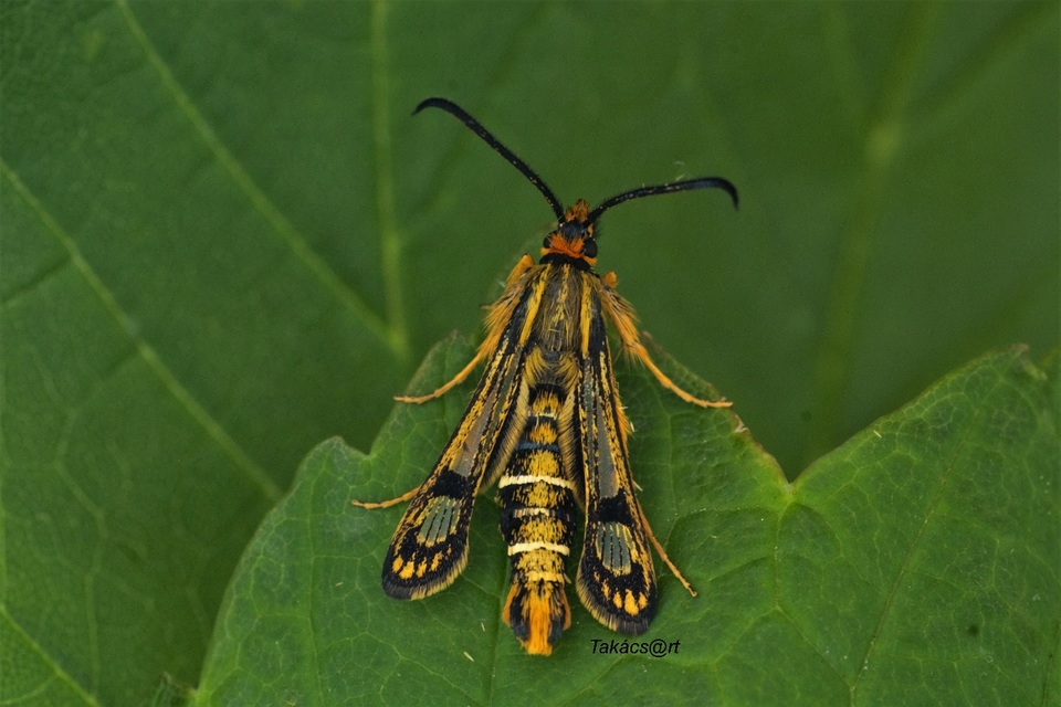 Magyar szitkár (Chamaesphecia hungarica)