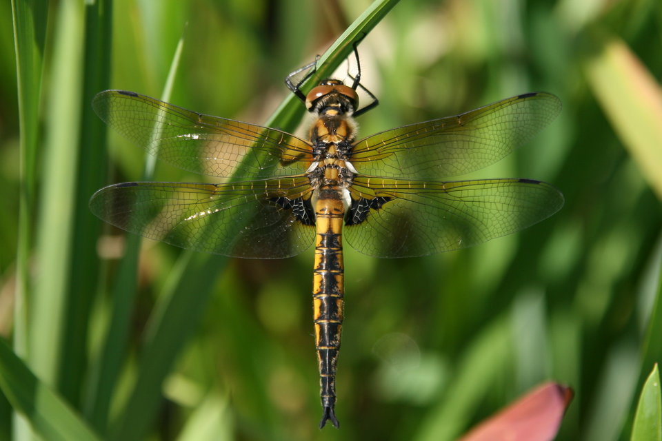 Kétfoltos sárkányszitakötő (Epitheca bimaculata)