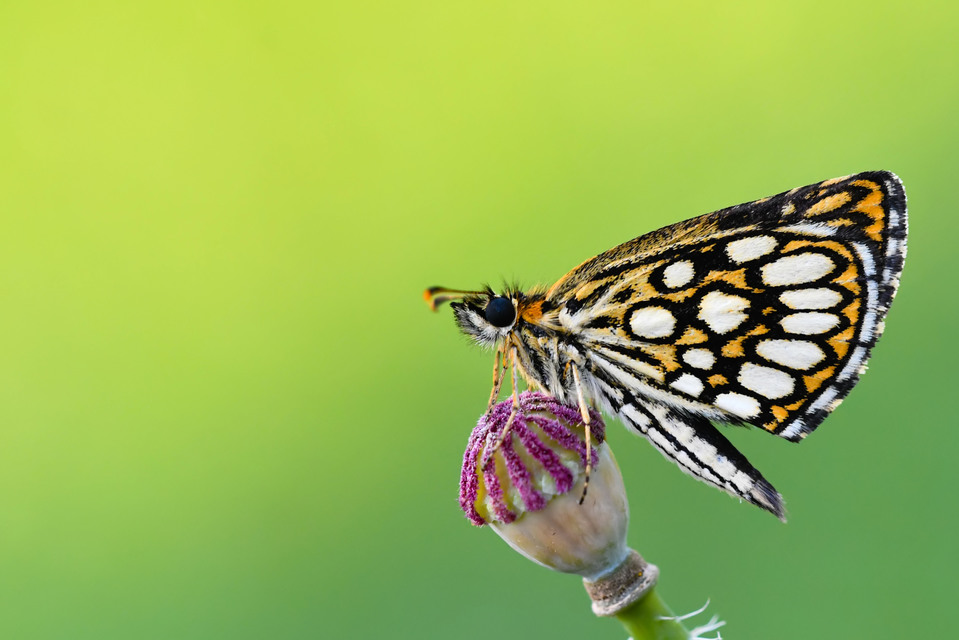 Tükrös busalepke (Heteropterus morpheus)