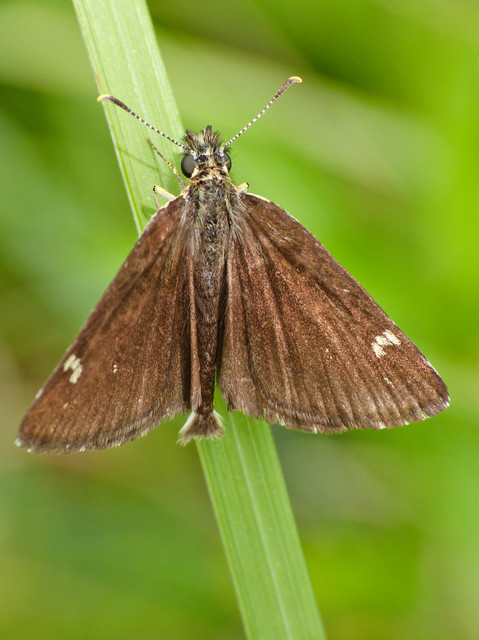 Tükrös busalepke (Heteropterus morpheus)