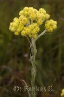 Homoki szalmagyopár (Helichrysum arenarium)