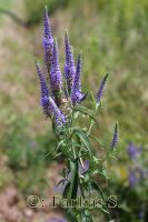 Hosszúlevelű füstösveronika (Pseudolysimachion longifolium)