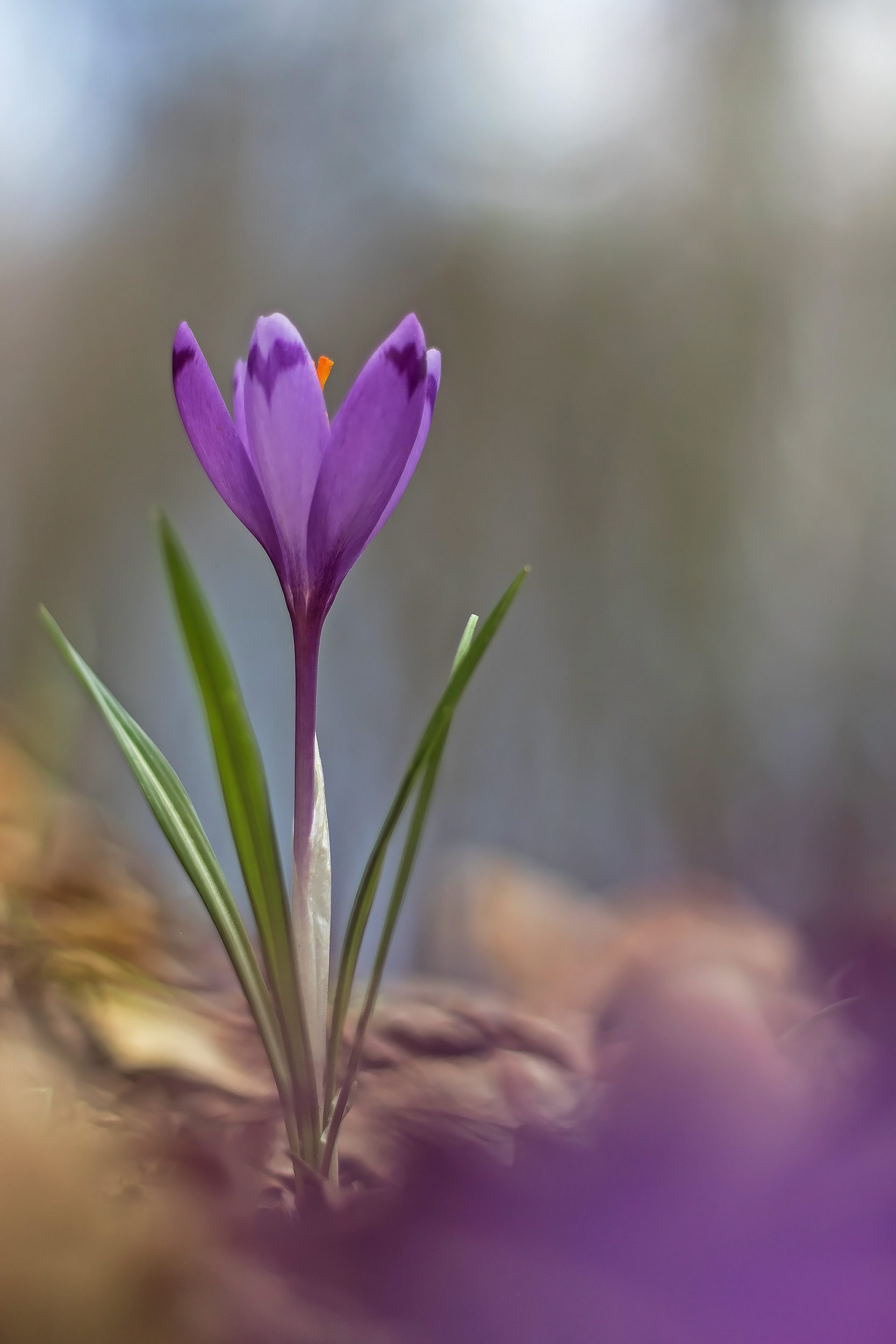 Kárpáti sáfrány (Crocus heuffelianus)