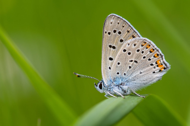 Ibolyás tűzlepke (Lycaena alciphron)