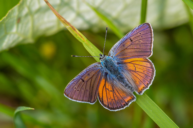 Ibolyás tűzlepke (Lycaena alciphron)