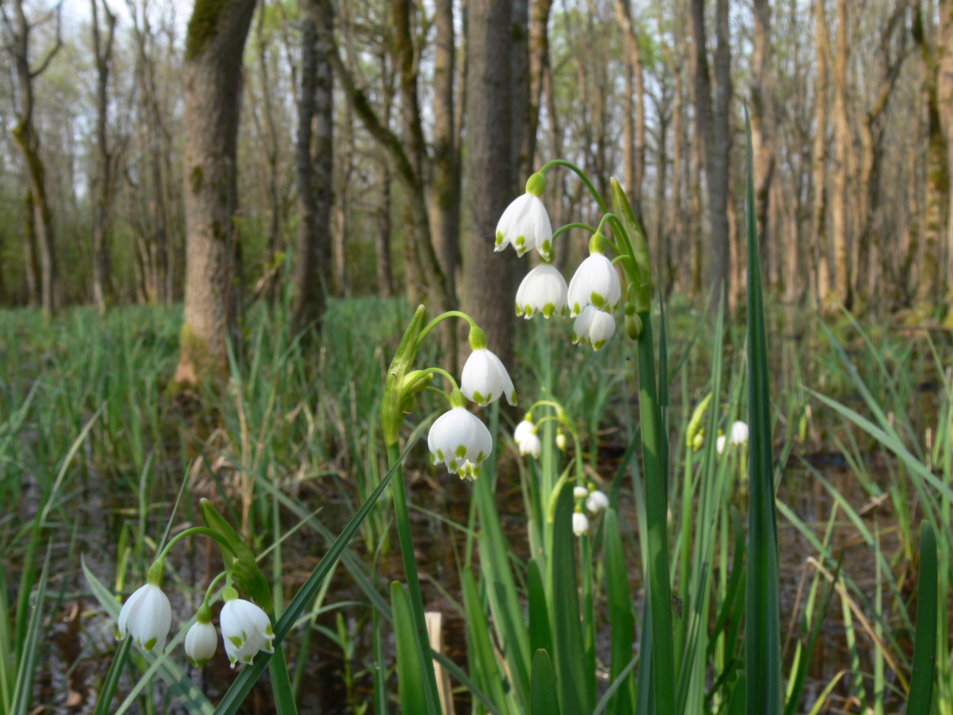  Nyári tőzike (Leucojum aestivum)