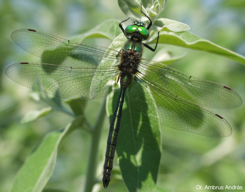 Északi smaragdszitakötő (Somatochlora metallica)