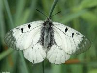 Kis apollólepke (Parnassius mnemosyne)