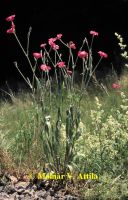 Bársonyos kakukkszegfű (Lychnis coronaria)