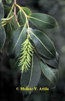 Babérfűz (Salix pentandra)