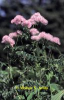 Erdei borkóró (Thalictrum aquilegiifolium)
