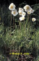 Erdei szellőrózsa (Anemone sylvestris)