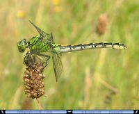 Zöld folyami-szitakötő (Ophiogomphus cecilia)