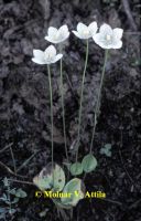 Fehérmájvirág (Parnassia palustris)