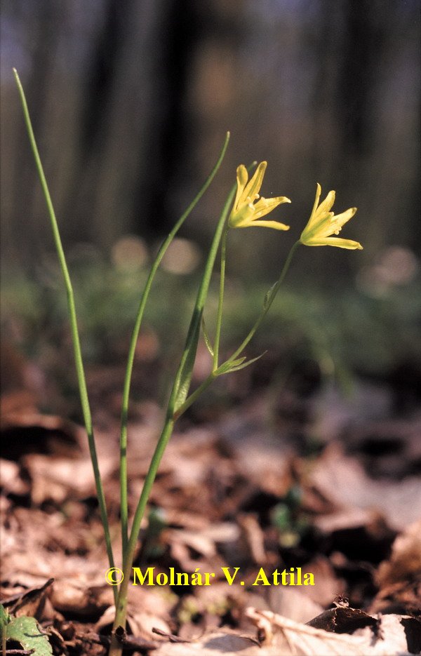 Fiókás tyúktaréj (Gagea spathacea)