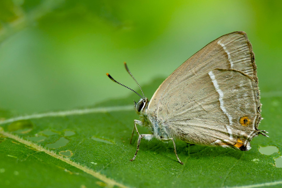 Tölgyfa-csücsköslepke (Satyrium ilicis)