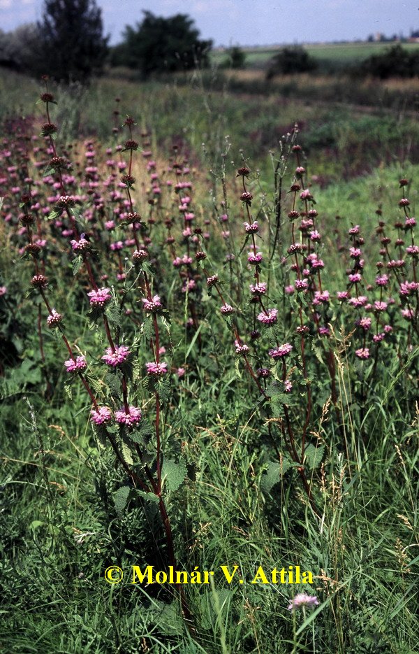 Gumós macskahere (Phlomis tuberosa)