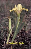 Homoki nőszirom (Iris humilis subsp. arenaria)