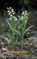 Kardos madársisak (Cephalanthera longifolia)