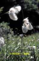 Keskenylevelű gyapjusás  (Eriophorum angustifolium)