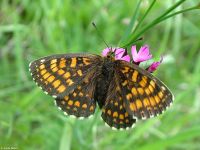 Kockás tarkalepke (Melitaea diamina)