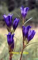 Kornistárnics (Gentiana pneumonanthe)