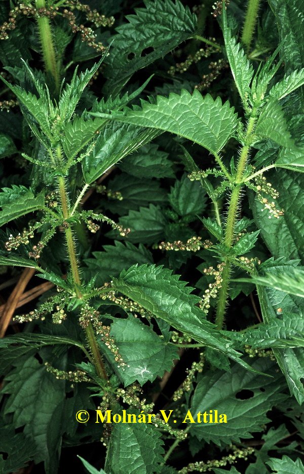 Lápi csalán (Urtica kioviensis)