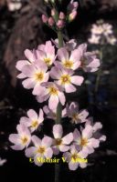 Mocsári békaliliom (Hottonia palustris)