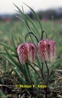 Mocsári kockásliliom (Fritillaria meleagris)