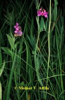 Mocsári lednek (Lathyrus palusris)