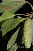 Molyhos nyír (Betula pubescens)