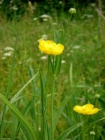 Nádi boglárka (Ranunculus lingua)