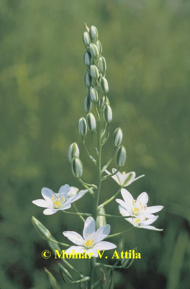 Nyúlánk sárma (Ornithogalum pyramidale)